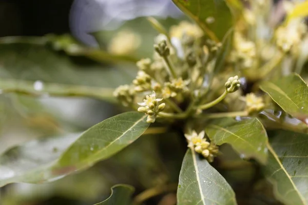 Flores de uma árvore de abacate — Fotografia de Stock