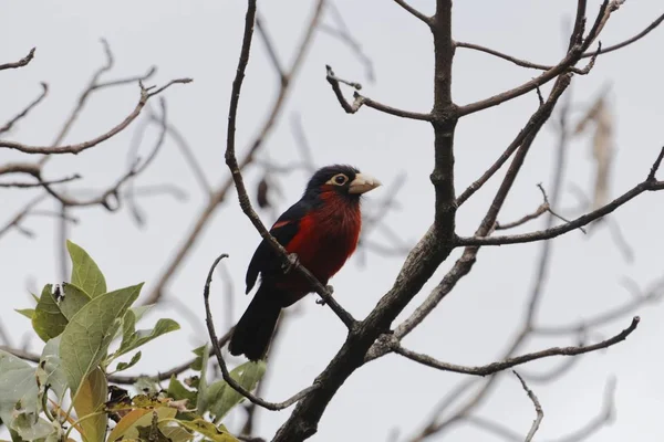 Çift dişli barbet, Lybius bidentatus — Stok fotoğraf