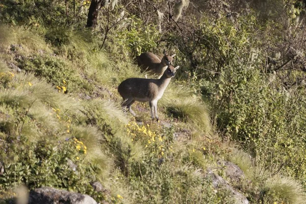 Ζεύγος αιθιοπικών klipspringer, Oreotragus oreotragus saltatrixoides — Φωτογραφία Αρχείου