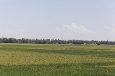 Kuzey Etiyopya 'daki yeşil pirinç tarlaları.