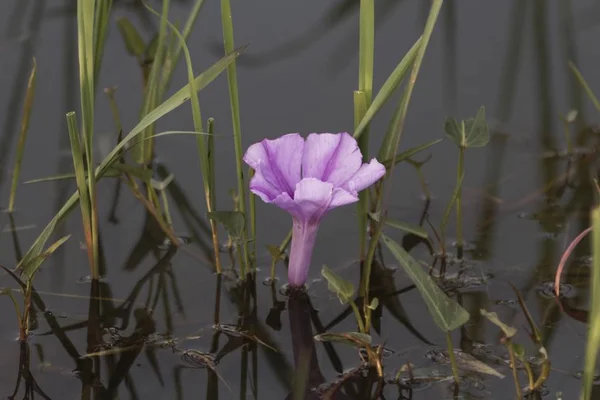 Flor de espinafre de água, Ipomoea aquatica — Fotografia de Stock