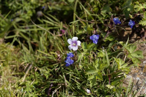 Flowers of Geranium arabicum in a meadow in Ethiopia. — Stock Photo, Image