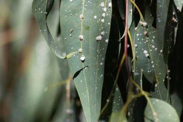 Cápsulas blancas de la goma roja parásita lerp psyllid Glycaspis brimblecombei, sobre hojas de eucalipto —  Fotos de Stock