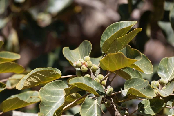 Owoce sycamore fig, Ficus sycomorus — Zdjęcie stockowe
