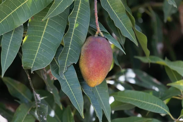 Frutto di mango su un albero — Foto Stock