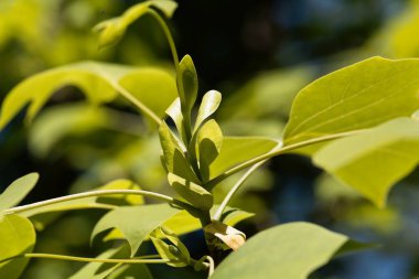 Lale ağacının taze filizleri, Liriodendron tulipiferası