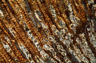 Sudan tütsü ağacının ağaç ve ağaç kabuğu hücreleri, Boswellia papyrifera, mikroskop altında.. 