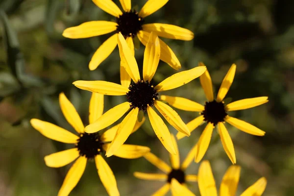 ミズーリの花、ルドケビア｜missouriensis — ストック写真