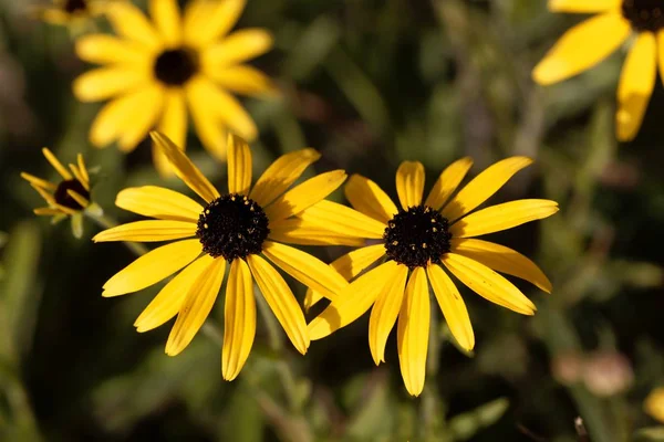 ミズーリの花、ルドケビア｜missouriensis — ストック写真