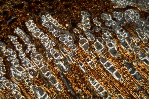 Дерево и кора суданского ладана, Boswellia papyrifera, под микроскопом . — стоковое фото