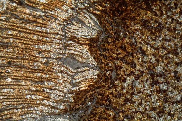 Madera y células de corteza de un árbol de incienso sudanés, Boswellia papyrifera, bajo el microscopio . — Foto de Stock