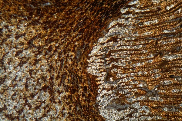 Дерево и кора суданского ладана, Boswellia papyrifera, под микроскопом . — стоковое фото