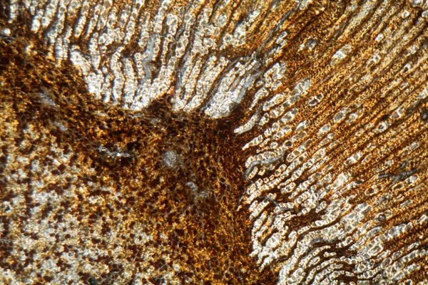 Ξυλεία και κύτταρα φλοιού σουδανικού λιβαδιού, Boswellia papyrifera, κάτω από το μικροσκόπιο. — Φωτογραφία Αρχείου
