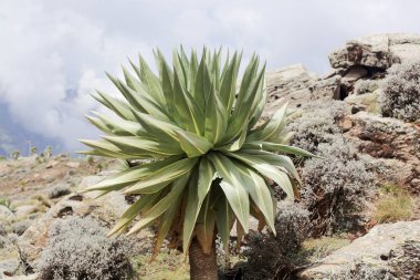 Dev lobelia bitkileri, Lobelia rhynchopetalum, Simien Dağları Ulusal Parkı 'nda