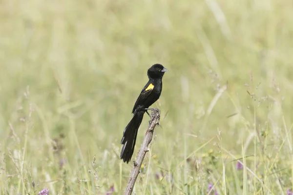 Viuva de manto amarelo macho, Euplectes macroura — Fotografia de Stock