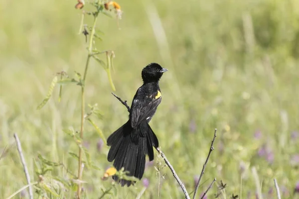 Geelmantelende mantelvogel, Euplectes macroura — Stockfoto