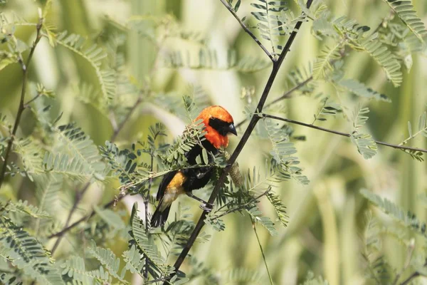 Macho preto-alado bispo vermelho, Euplectes hordeaceus, escondido em um arbusto . — Fotografia de Stock