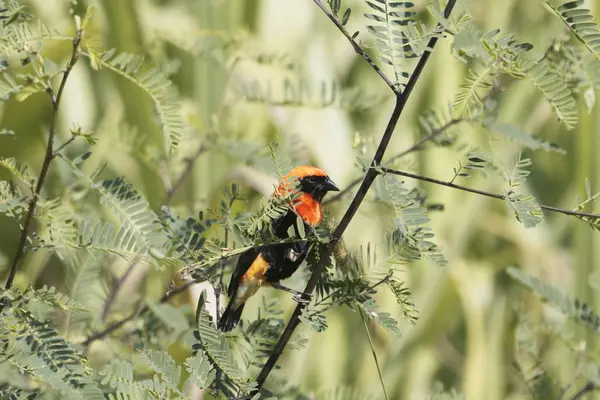 Man Zwarte gevleugelde rode bisschop, Euplectes hordeaceus, verborgen in een struik. — Stockfoto