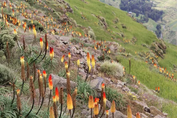 埃塞俄比亚西米安山区的火把百合花Kniphofia foliosa — 图库照片