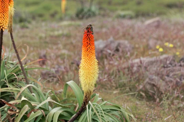 Fiore del giglio torcia Kniphofia foliosa, nei Monti Simien in Etiopia — Foto Stock