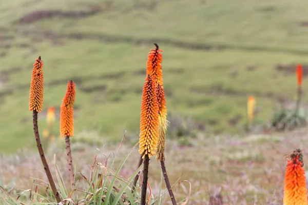 トーチの花ユリKniphofia foliosa 、エチオピアのSimien山脈 — ストック写真