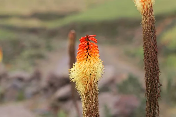Fiore del giglio torcia Kniphofia foliosa, nei Monti Simien in Etiopia — Foto Stock