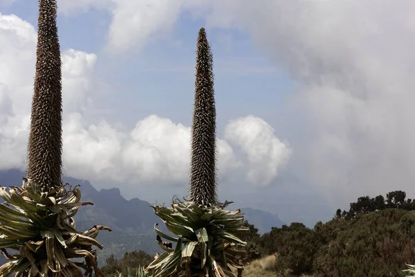 Reuzenlobelia planten, Lobelia rhynchopetalum, in het Simien gebergte Nationaal park — Stockfoto