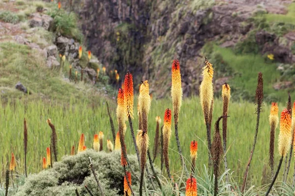 Flower of the torch lily Kniphofia foliosa, in the Simien Mountains in Ethiopia