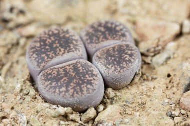 Yaşayan taş fabrikaları, Lithops Lesliei, Güney Afrika Kimberley bölgesinden, C-14 bölgesi.. 
