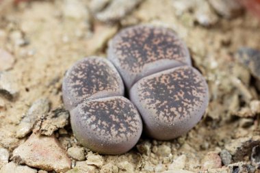 Yaşayan taş fabrikaları, Lithops Lesliei, Güney Afrika Kimberley bölgesinden, C-14 bölgesi.. 