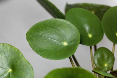 Çin para fabrikası, Pilea peperomioides