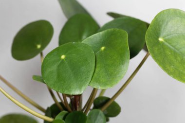 Çin para fabrikası, Pilea peperomioides