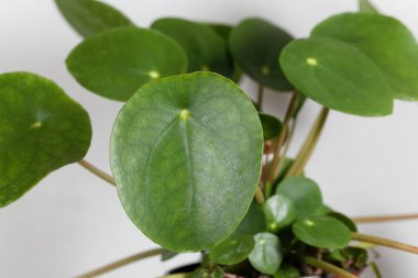 Çin para fabrikası, Pilea peperomioides