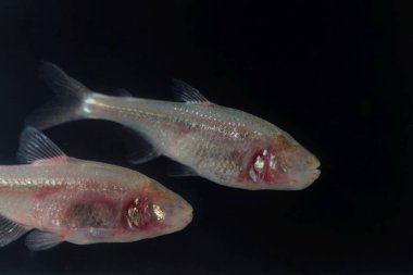 Kör mağara balığı, astyanax mexicanus, siyah bir geçmişi var..