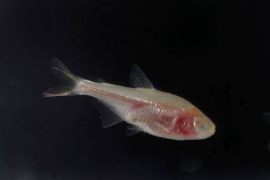 Kör mağara balığı, astyanax mexicanus, siyah bir geçmişi var..