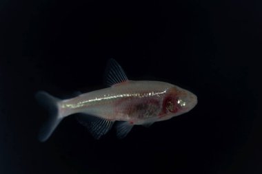 Kör mağara balığı, astyanax mexicanus, siyah bir geçmişi var..