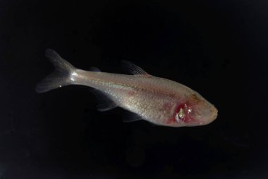 Kör mağara balığı, astyanax mexicanus, siyah bir geçmişi var..