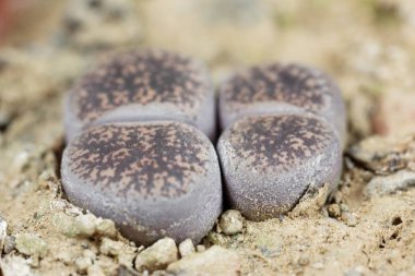 Yaşayan taş fabrikaları, Lithops Lesliei, Güney Afrika Kimberley bölgesinden, C-14 bölgesi.. 
