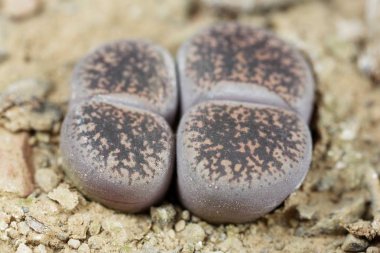 Yaşayan taş fabrikaları, Lithops Lesliei, Güney Afrika Kimberley bölgesinden, C-14 bölgesi.. 