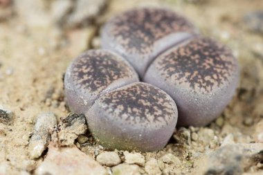 Yaşayan taş fabrikaları, Lithops Lesliei, Güney Afrika Kimberley bölgesinden, C-14 bölgesi.. 