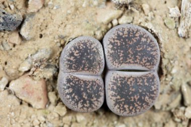 Yaşayan taş fabrikaları, Lithops Lesliei, Güney Afrika Kimberley bölgesinden, C-14 bölgesi.. 