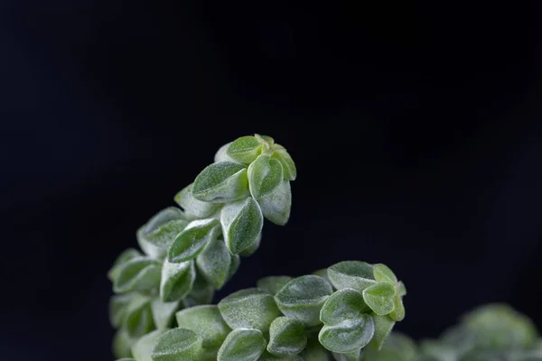 Makroaufnahme der Heizkörperpflanze peperomia columella, einer kleinen Sukkulente aus Südamerika. — Stockfoto