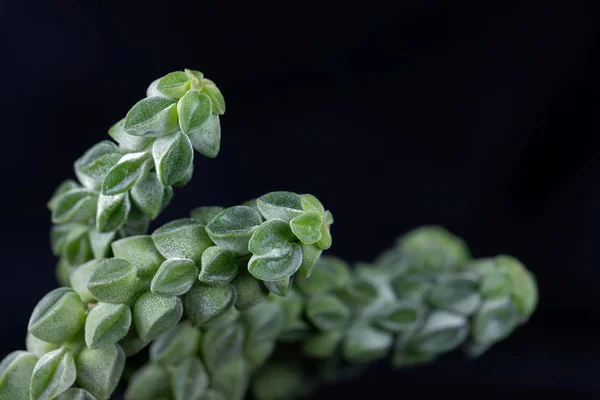 Makroaufnahme der Heizkörperpflanze peperomia columella, einer kleinen Sukkulente aus Südamerika. — Stockfoto