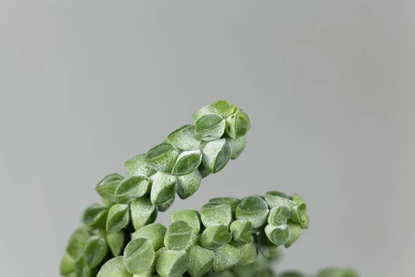 Makroaufnahme der Heizkörperpflanze peperomia columella — Stockfoto