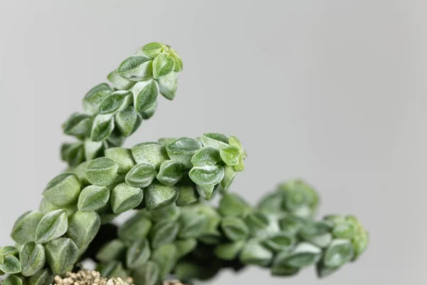 Makroaufnahme der Heizkörperpflanze peperomia columella — Stockfoto