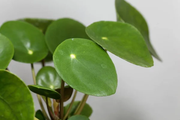 Kínai pénznövény, Pilea peperomioides — Stock Fotó