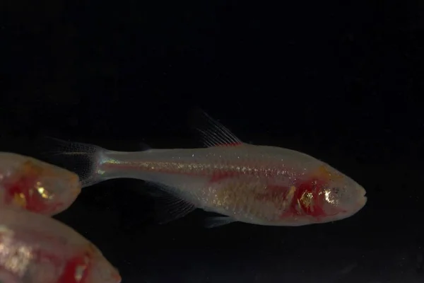 Blinder Höhlenfisch, astyanax Mexicanus, mit schwarzem Hintergrund. — Stockfoto