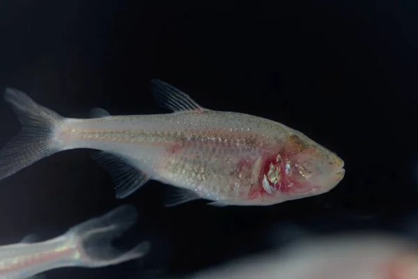 Слепая пещерная рыба, Astyanax mexicanus, с чёрным фоном . — стоковое фото