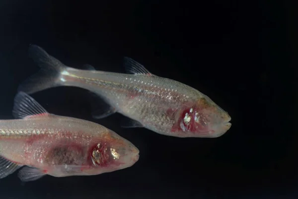 Peixe-caverna cego, Astyanax mexicanus, com fundo preto . — Fotografia de Stock