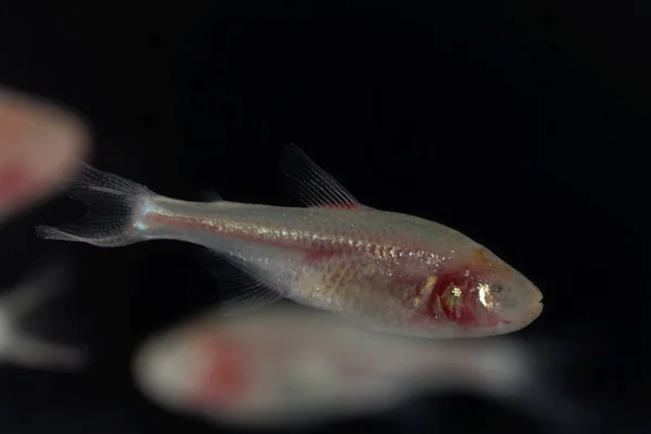 Ślepa ryba jaskiniowa, Astyanax mexicanus, z czarnym tłem. — Zdjęcie stockowe